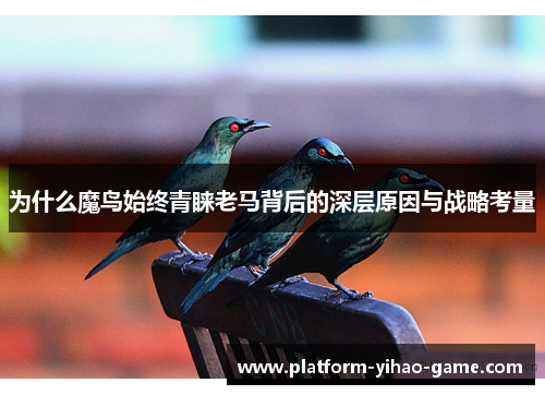 为什么魔鸟始终青睐老马背后的深层原因与战略考量
